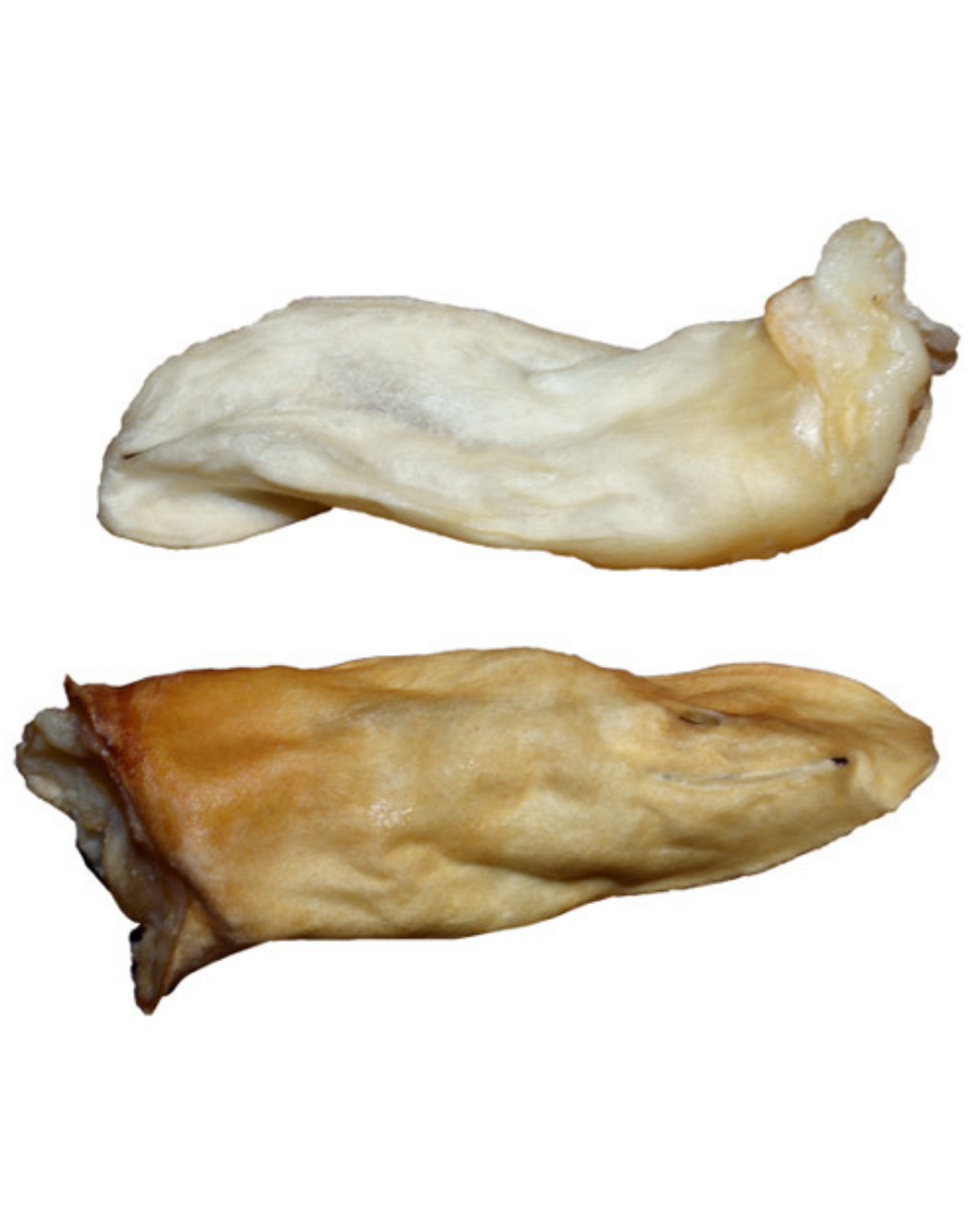 Kuzu Kulağı